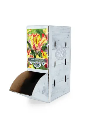 Tulipa Parrot Flaming | 80 pce - image 2