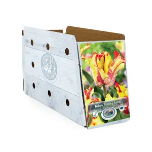 Tulipa Parrot Flaming | Cappers 5 x 20 - image 2