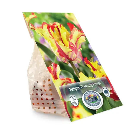 Tulipa Parrot Flaming | Cappers 5 x 20 - image 3