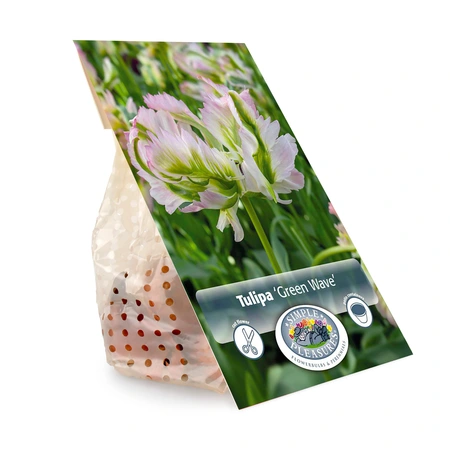 Tulipa Parrot Green Wave | Cappers 5 x 20 - image 3