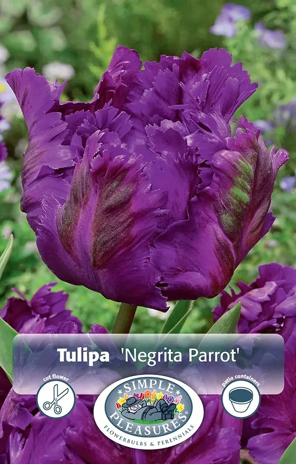 Tulipa Parrot Negrita | 80 pcs - De Vroomen US