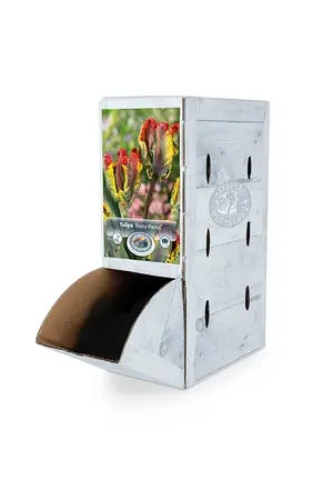 Tulipa Parrot Rasta | 80 pce - image 2