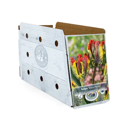 Tulipa Parrot Rasta | Capper 20 x 5 - image 2