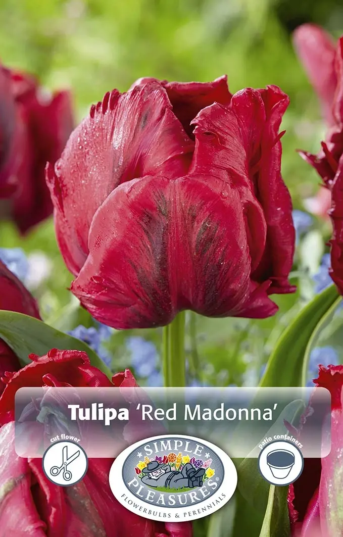 Tulipa Red Ranger Tulipa Parrot Red Madonna | 80 pcs - De Vroomen US