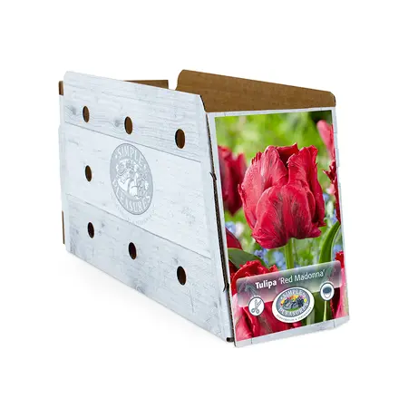 Tulipa Parrot Red Madonna | Cappers 5 x 20 - image 2