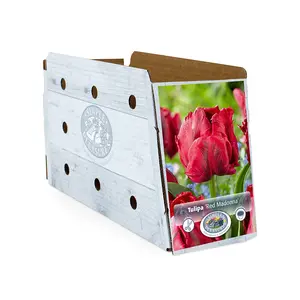 Tulipa Parrot Red Madonna | Cappers 5 x 20 - image 2