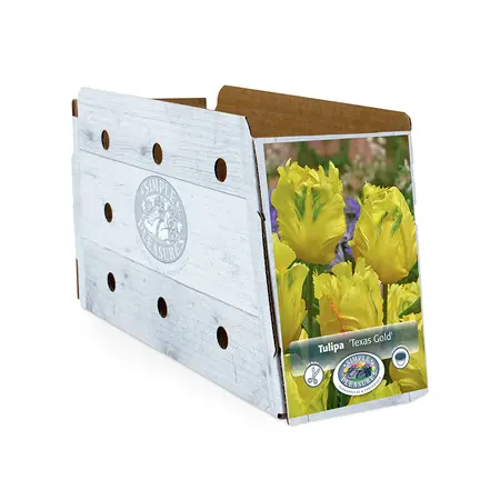 Tulipa Parrot Texas Gold | Cappers 5 x 20 - image 2