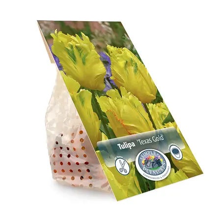 Tulipa Parrot Texas Gold | Cappers 5 x 20 - image 3