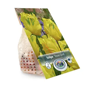 Tulipa Parrot Texas Gold | Cappers 5 x 20 - image 3