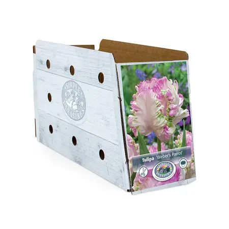 Tulipa Parrot Weber's | Cappers 5 x 20 - image 2