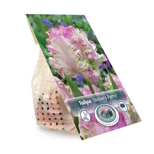 Tulipa Parrot Weber's | Cappers 5 x 20 - image 3