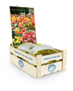 Tulipa Party Popper | Cappers 20 x 25 - image 2