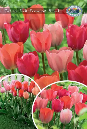 Tulipa Pink Promise | Bag 20 x 25 - image 1