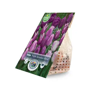 Tulipa Purple Sensation Blend | Cappers 10 x 15 - image 2