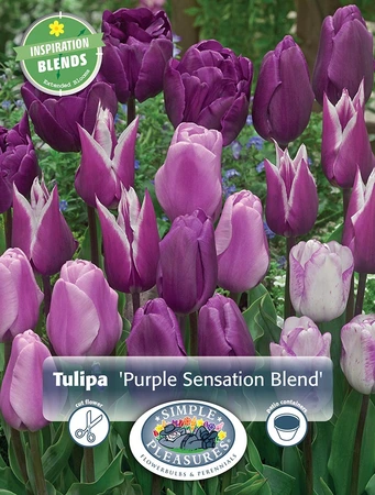 Tulipa Purple Sensation Blend | Cappers 10 x 15 - image 3