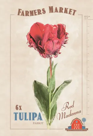 Tulipa Red Madonna | Cappers 6 x 20 - image 1