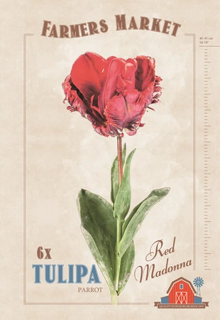 Tulipa Red Madonna | Cappers 6 x 20 - image 4