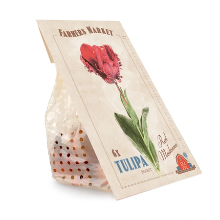 Tulipa Red Madonna | Cappers 6 x 20 - image 3