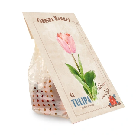 Tulipa Salmon van Eijk | Cappers 6 x 20 - image 3