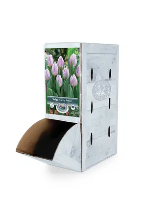 Tulipa Single Early Candy Prince | 80 pce - image 2