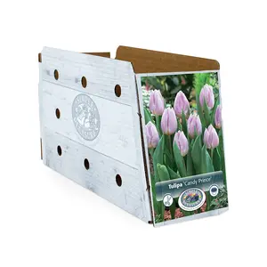 Tulipa Single Early Candy Prince | Cappers 5 x 20 - image 2