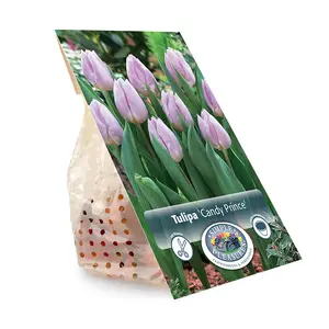 Tulipa Single Early Candy Prince | Cappers 5 x 20 - image 3