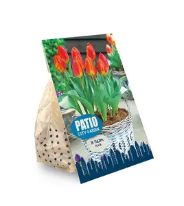 Tulipa Single Early Flair | Cappers 8 x 20 - image 2