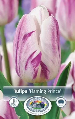 Tulipa Single Early Flaming Prince | 80 pcs - image 1