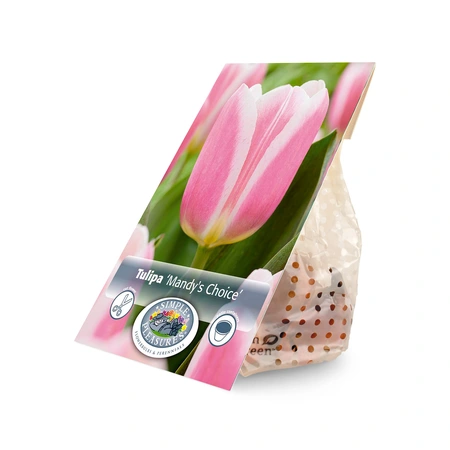 Tulipa Single Early Mandy's Choice | Cappers 5 x 20 - image 3