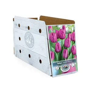 Tulipa Single Early Purple Prince | Cappers 5 x 20 - image 2