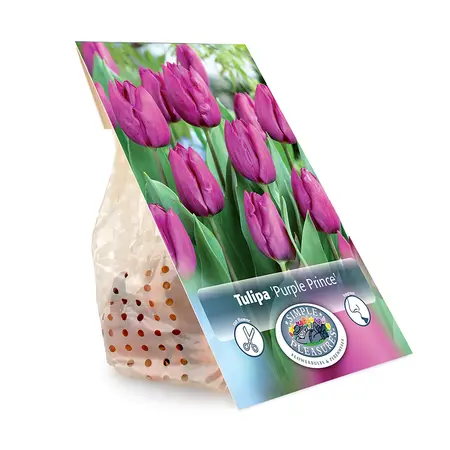 Tulipa Single Early Purple Prince | Cappers 5 x 20 - image 3