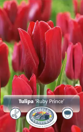Tulipa Single Early Ruby Prince | Cappers 5 x 20 - image 1