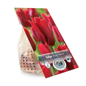 Tulipa Single Early Ruby Prince | Cappers 5 x 20 - image 2