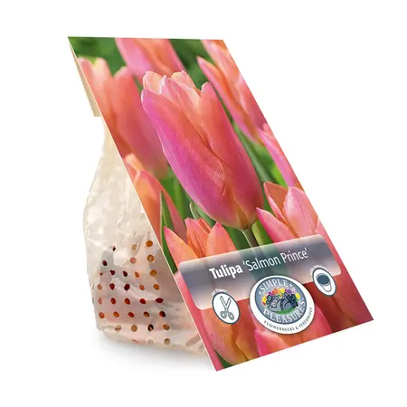 Tulipa Single Early Salmon Prince | Cappers 5 x 20 - image 3