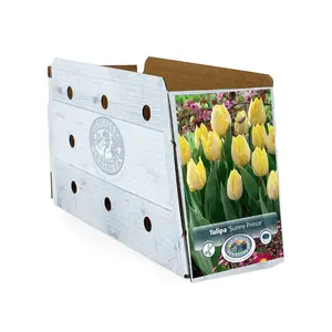 Tulipa Single Early Sunny Prince | Cappers 5 x 20 - image 2