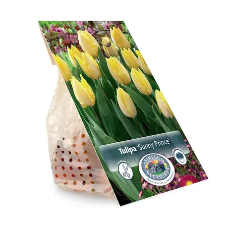 Tulipa Single Early Sunny Prince | Cappers 5 x 20 - image 3