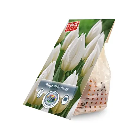 Tulipa Single Early White Prince | Cappers 10 x 20 - image 2