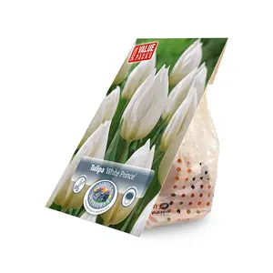 Tulipa Single Early White Prince | Cappers 10 x 20 - image 2