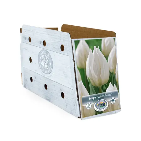 Tulipa Single Early White Prince | Cappers 5 x 20 - image 2