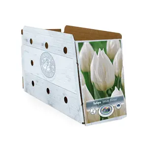 Tulipa Single Early White Prince | Cappers 5 x 20 - image 2