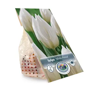Tulipa Single Early White Prince | Cappers 5 x 20 - image 3
