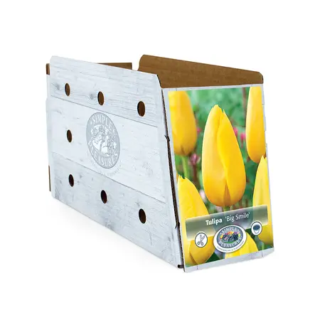 Tulipa Single Late Big Smile | Cappers 5 x 20 - image 2