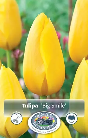 Tulipa Single Late Big Smile | Cappers 5 x 20 - image 1