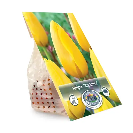 Tulipa Single Late Big Smile | Cappers 5 x 20 - image 3