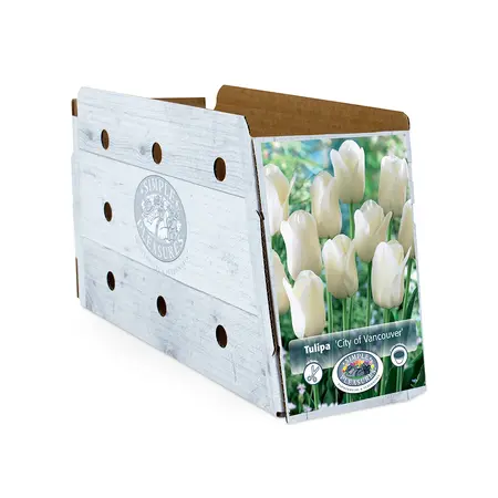 Tulipa Single Late City of Vancouver | Cappers 5 x 20 - image 2