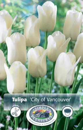 Tulipa Single Late City of Vancouver | Cappers 5 x 20 - image 1