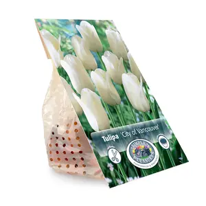 Tulipa Single Late City of Vancouver | Cappers 5 x 20 - image 3