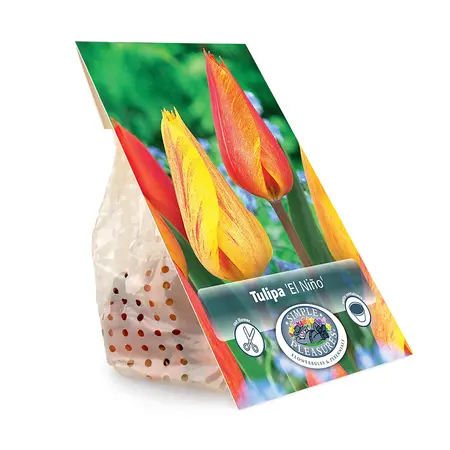 Tulipa Single Late El NiÃ±o | Cappers 5 x 20 - image 3