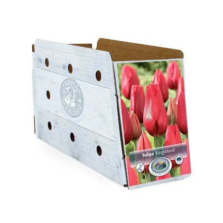 Tulipa Single Late Kingsblood | Cappers 5 x 20 - image 2