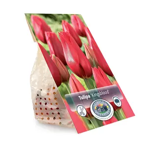 Tulipa Single Late Kingsblood | Cappers 5 x 20 - image 3